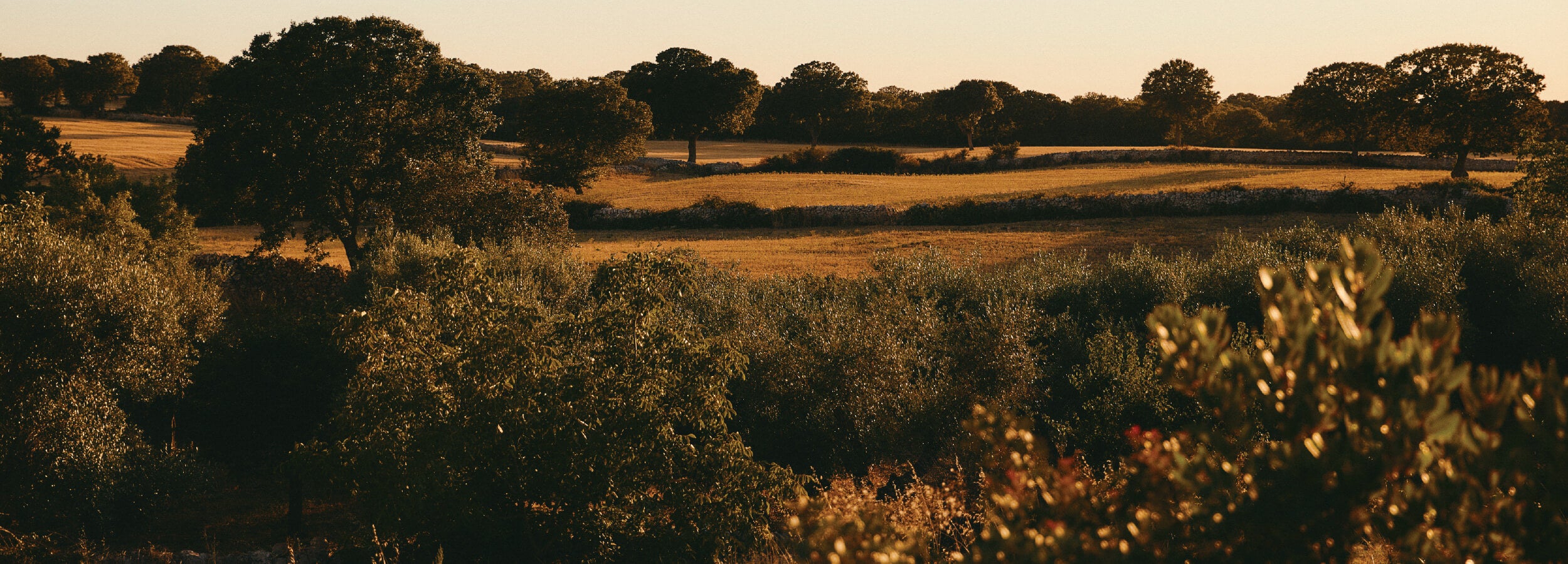Widespread view of a field with trees at sunset.